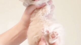 Cuteness overload funny Cute cat | funny cat | ???? cat videos
