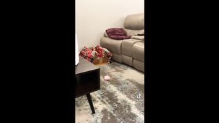 These Funny Pets Will Cheer up Your Day And Make it Better ????