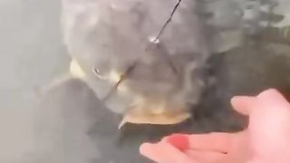Бойлик за маму, бойлик за папу ????????????