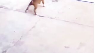 Cat vs dog ....acting...