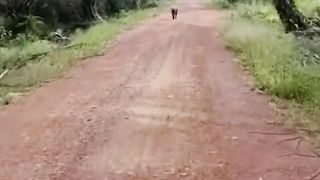 When you meet with pig