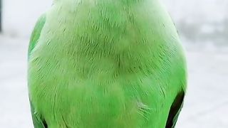 Parrot talking short video