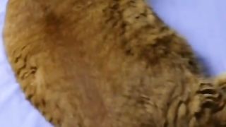 Fat cat daily 10