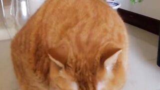 Fat cat daily 08