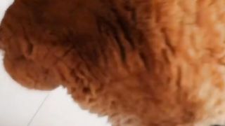 Fat cat daily 12