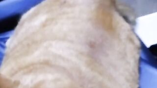 Fat cat daily 13