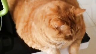 Fat cat daily 15