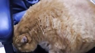 Fat cat daily 17