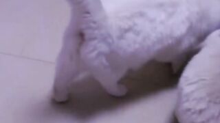 Fat cat daily 19