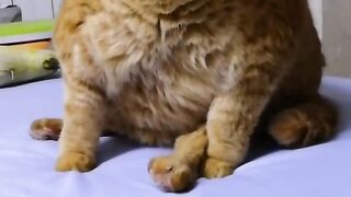 Fat cat daily 20