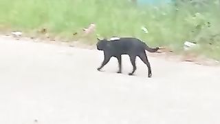 Goodbye black cat