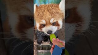 Red Panda Morty