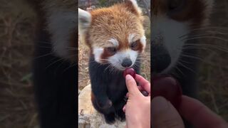 This red Panda is too adorable