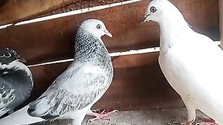 Pegion Beutiful Baby