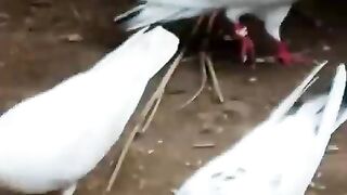 Pegion For Eating