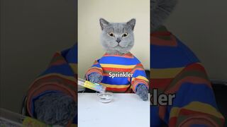 Oscar: A Good Cat Won't Waste Food!!????????| Funny Cat TikTok Challenge #funnycat #catsoftiktok #shorts