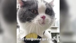 fuuny cats talk