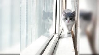 Baby Cats - Cute and Funny Cat Videos Compilation 7