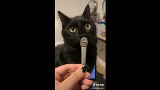 Purrfectly Hilarious: Cats Caught in the Act of Being Ridiculously Cute