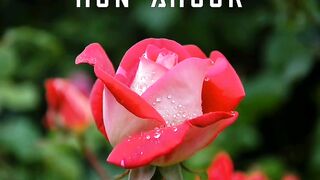 Bonjour Mon amour