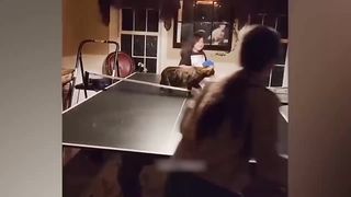 Funniest Animals ???? Funny Cats Video 2023