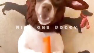 Funny animal 18