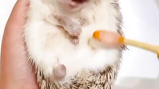 веселие животные