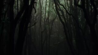 1 Hour in Mystical Forest