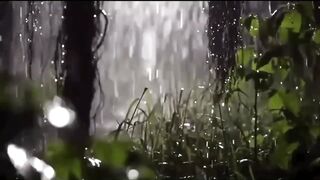 1 Hour in Forest Rain