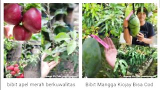 Belanja Online BerkahJaya099ID