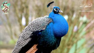 Surah Kafiroon A.A.Arkani #trending #viral #quran #status # #muslim #meditation #asmr #relaxing