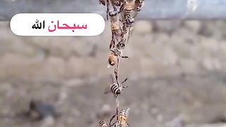 Nice video daily 3