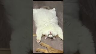 Funny and cut animals