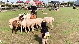 Introduction of children to farm animals