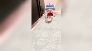 ????Your Funny Pets - Funniest????Compilation