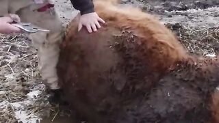 We will save the calf's life!.
