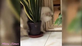 Baby Alaskan Malamute Cutest and Funniest Moments New Compilation ????| Try Not To Laugh.