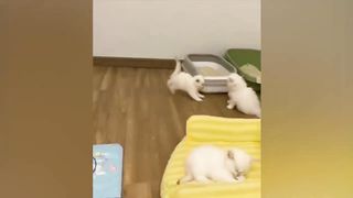 Les animaux les plus drôles / Amusez-vous avec les chats et les chiens 2023 / LA #112