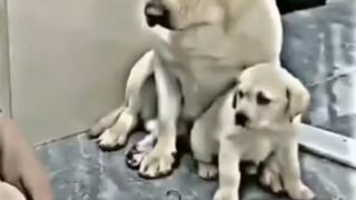 Mother dog protect puppy