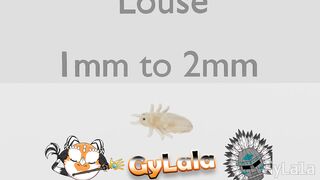 I'M BIGGER THAN YOU (ANIMAL SIZE COMPARISON)