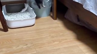 Smart Kitty