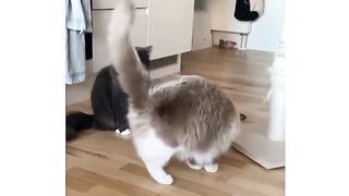 Funny cat confused by bubbles
