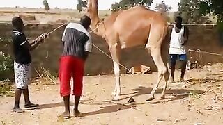 Camel step