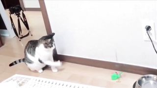 Baby Cats - Cute and Funny Cat Videos Compilation #24 | Aww Animals