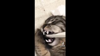 BEST CAT MEMES COMPILATION OF 2022 PART 2 3
