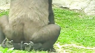 452#ゴリラ _ D'jeeco Family ???? #shorts 【#金剛猩猩】