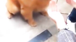 Best Funny Animal Videos 2023