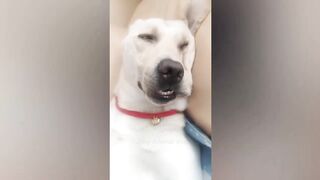 FUNNIEST animal Videos 2023!