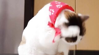Cute kitty #cat vedios#cat