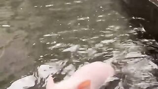 cute pig funny videos animals